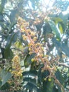 A mango flower Ã¢â¢Â¥Ã¢â¢Â¥ Tree